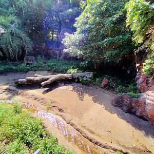 Giant anteater exhibit