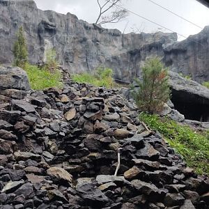 Snow Leopard outdoor exhibit
