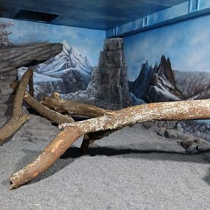 Snow Leopard Indoor exhibit