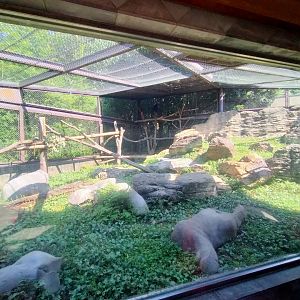Tibetan macaque exhibit