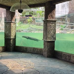 Giant Otter underwater viewing area