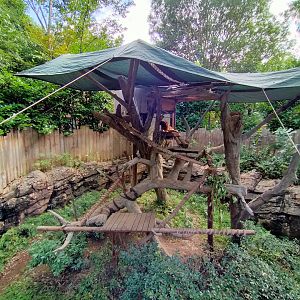Goodfellows tree kangaroo exhibit