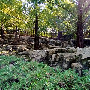 Golden takin exhibit