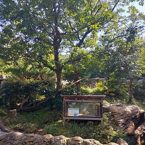 Red panda exhibit