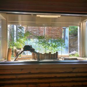 Indoor red panda exhibit