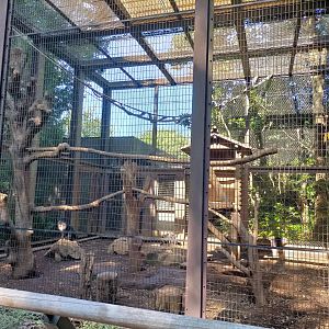 Lion tailed macaque exhibit