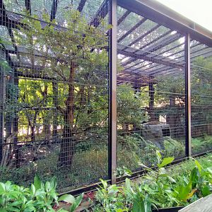 Clouded leopard exhibit