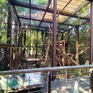 Francois's langur exhibit