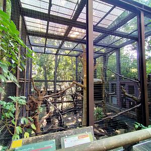 Red-shanked douc langur