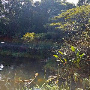 Sumatran tiger exhibit