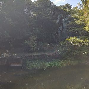 Sumatran tiger exhibit
