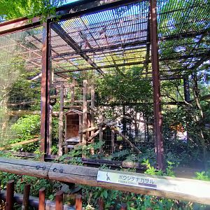 Pileated gibbon exhibit