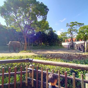 Indian elephant exhibit