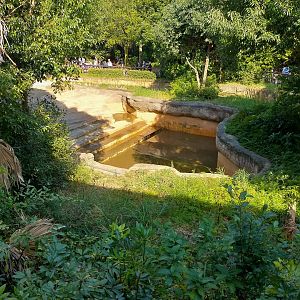 Indian elephant pool