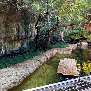 Eurasian otter exhibit