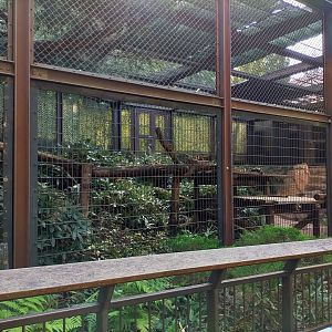 Amur leopard exhibit
