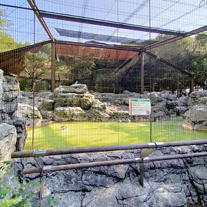 Black tail gull and herring gull exhibit