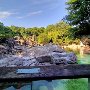 Humboldt penguin exhibit