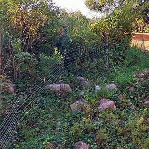 The one thing that is questionable about zoorasia chimp enclosure