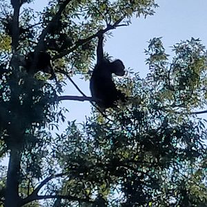 Chimp on at least 50 meter tall tree in zoorasia