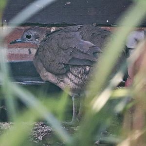 Great tinamou (Tinamus major)