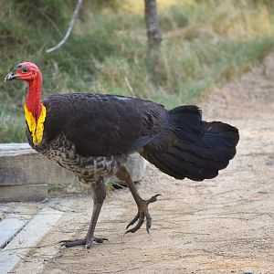 Australian Brush-turkey (Alectura lathami)