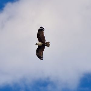 Brahminy Kite (Haliastur indus)