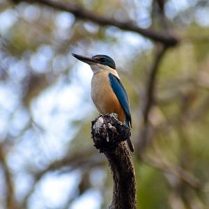 Sacred Kingfisher (Todiramphus sanctus)