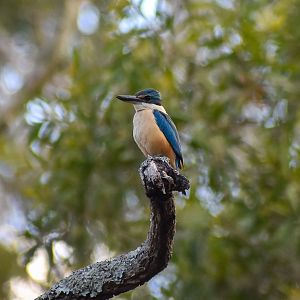 Sacred Kingfisher (Todiramphus sanctus)