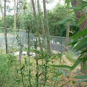 Zoo de la Flèche - Future off-show maternity den - Second enclosure