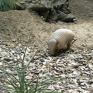 Zoo de la Flèche - Six-banded armadillo