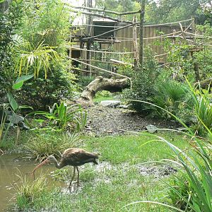 Zoo de la Flèche - New south-american aviary