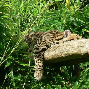 Zoo de la Flèche - Ocelot sleeping