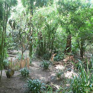 Zoo de la Flèche - New azara's agouti exhibit