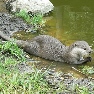Zoo de la Flèche - Small-clawed otter