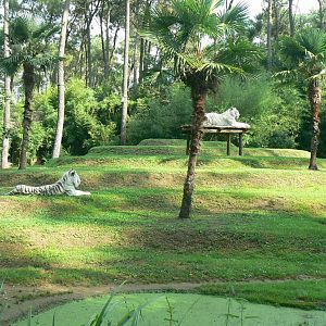 Zoo de la Flèche - White tigers exhibit