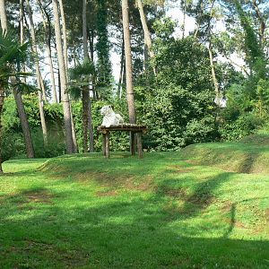 Zoo de la Flèche - White tigers exhibit