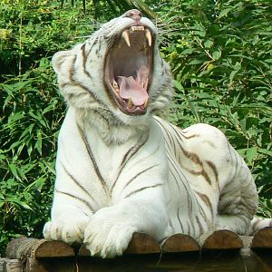 Zoo de la Flèche - Why me ???