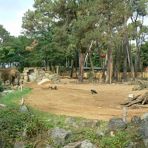 Zoo de la Flèche - African elephant exhibit
