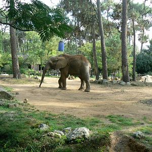 Zoo de la Flèche - African elephant Boten