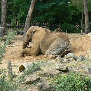 Zoo de la Flèche - African elephant Boten