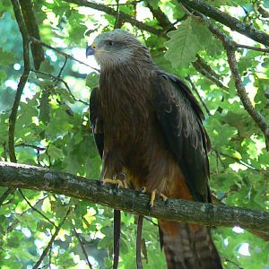 Zoo de la Flèche - Black kite during the bird show