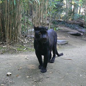 Zoo de la Flèche - Black leopard
