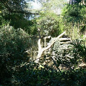 Zoo de la Flèche - Black leopard exhibit