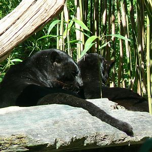 Zoo de la Flèche - Black leopards