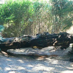 Zoo de la Flèche - Black leopard exhibit