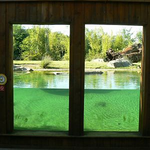 Zoo de la Flèche - Sumatran tigers underwater viewing