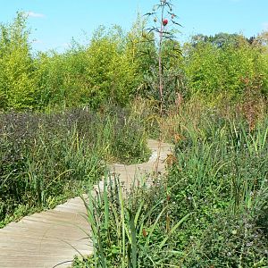 Zoo de la Flèche - Edge of the sumatran tigers exhibit