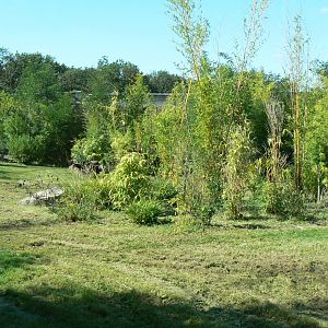 Zoo de la Flèche - Sumatran tigers exhibit
