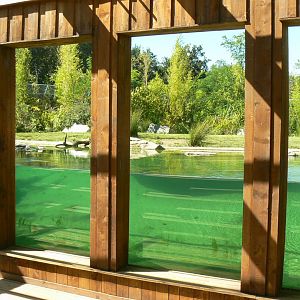 Zoo de la Flèche - Sumatran tigers underwater viewing